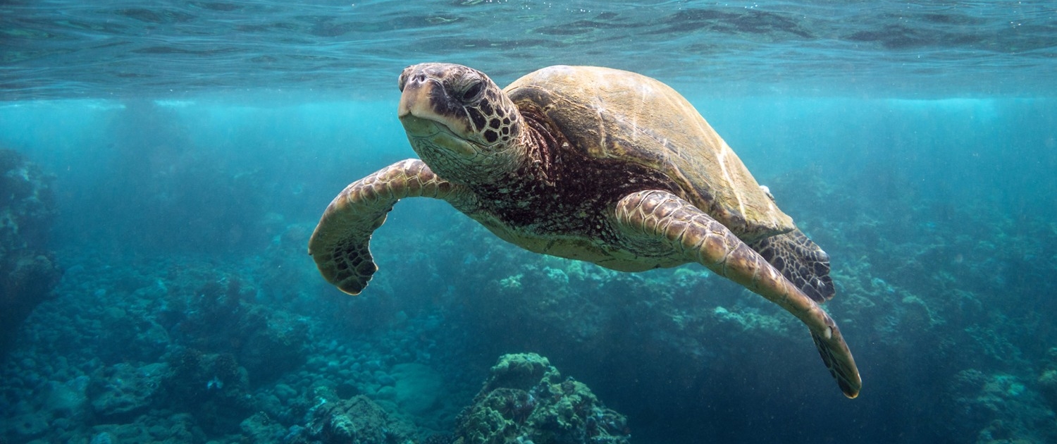 Biscayne Bay Foundation | Restoring Our Waterways and Saving Our Wildlife!