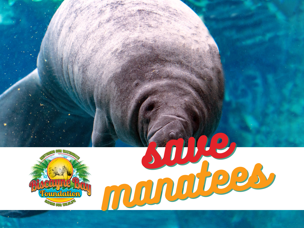 Endangered Florida Manatees